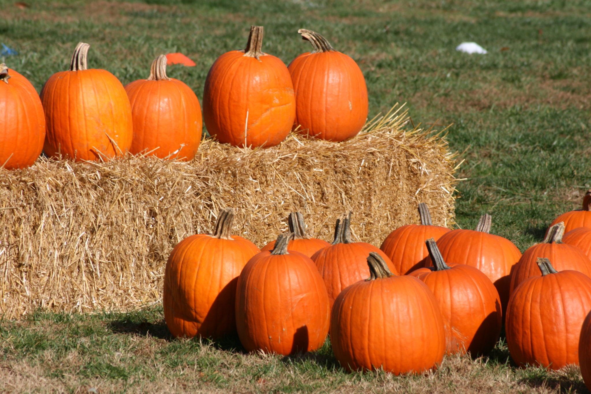 Fall Fest Fall Festival