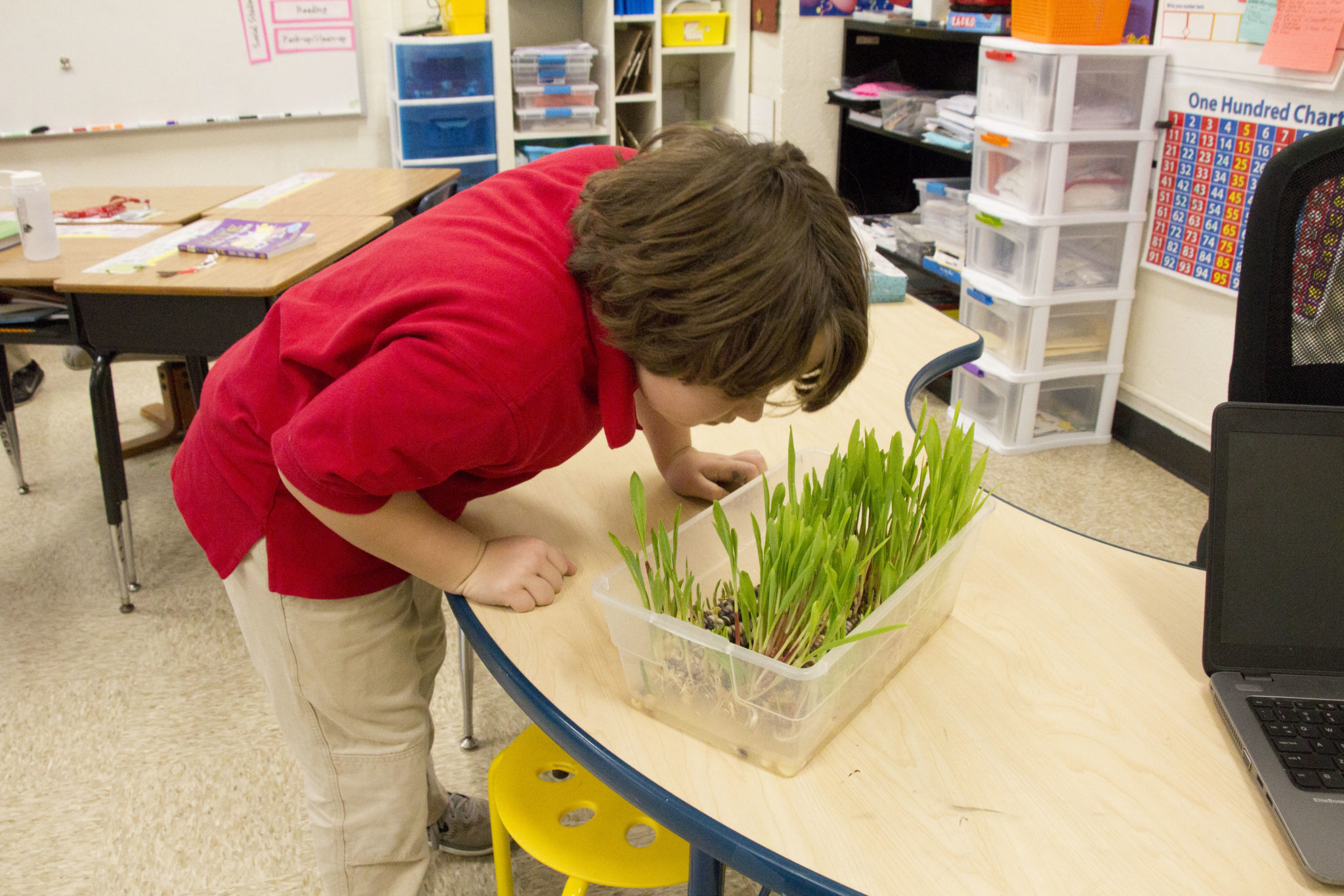 scouts 2nd grade experiment