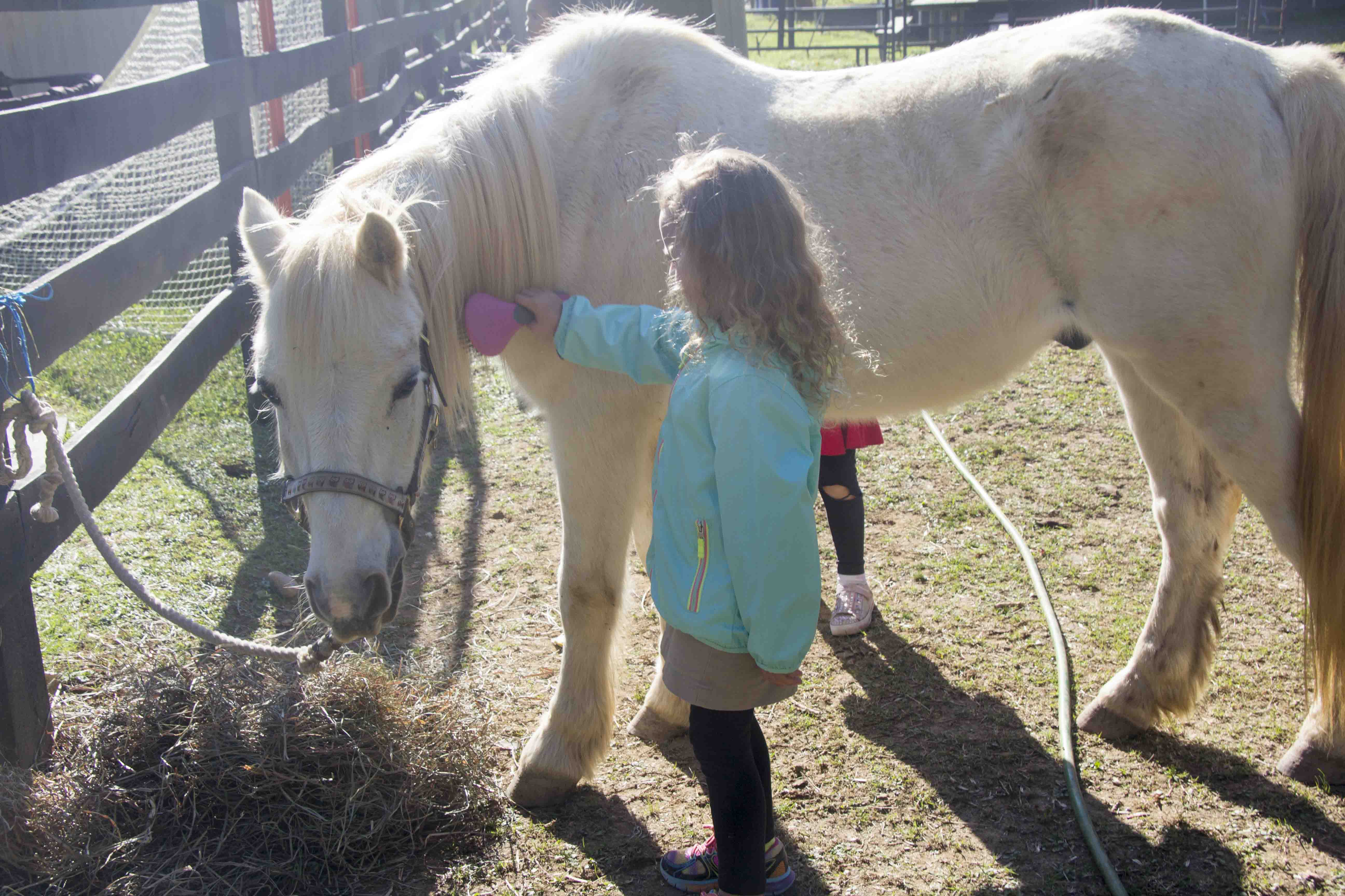 horse brushing horse brushing
