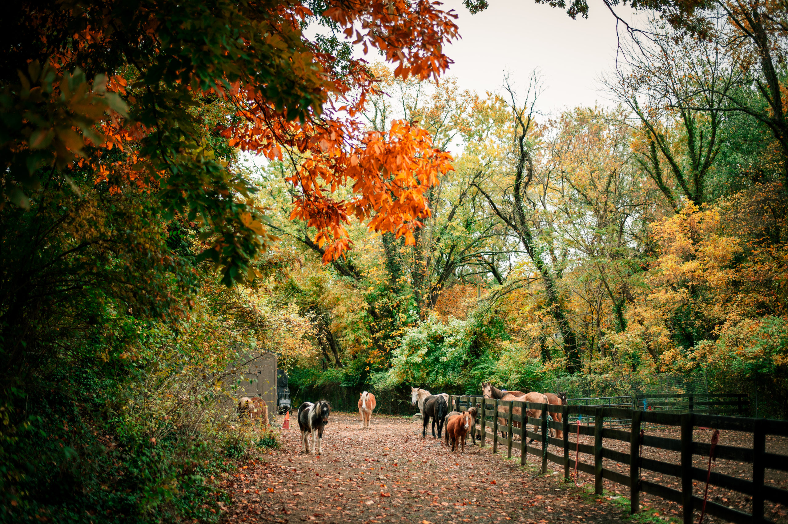 Fall Horses