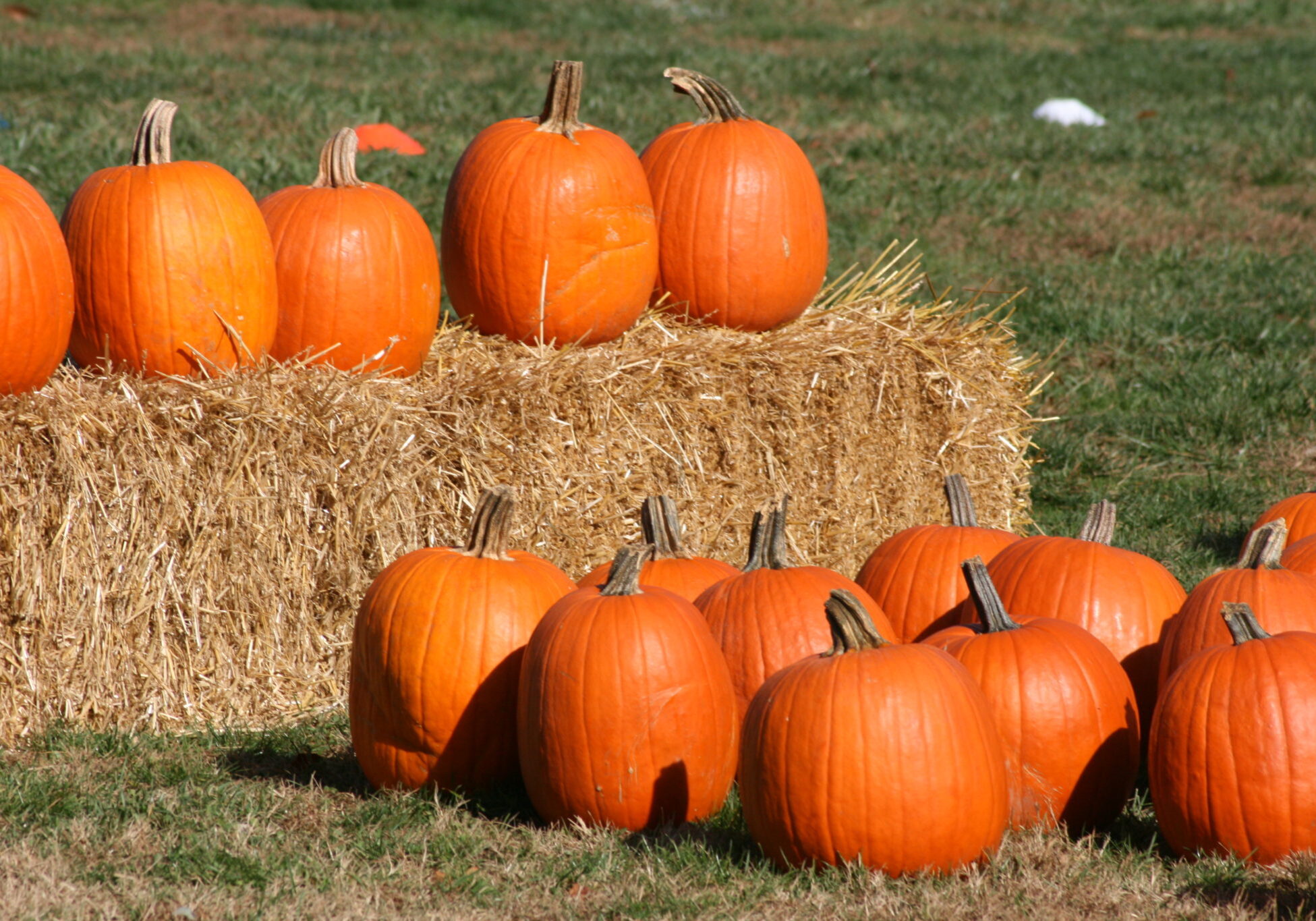 Fall Festival